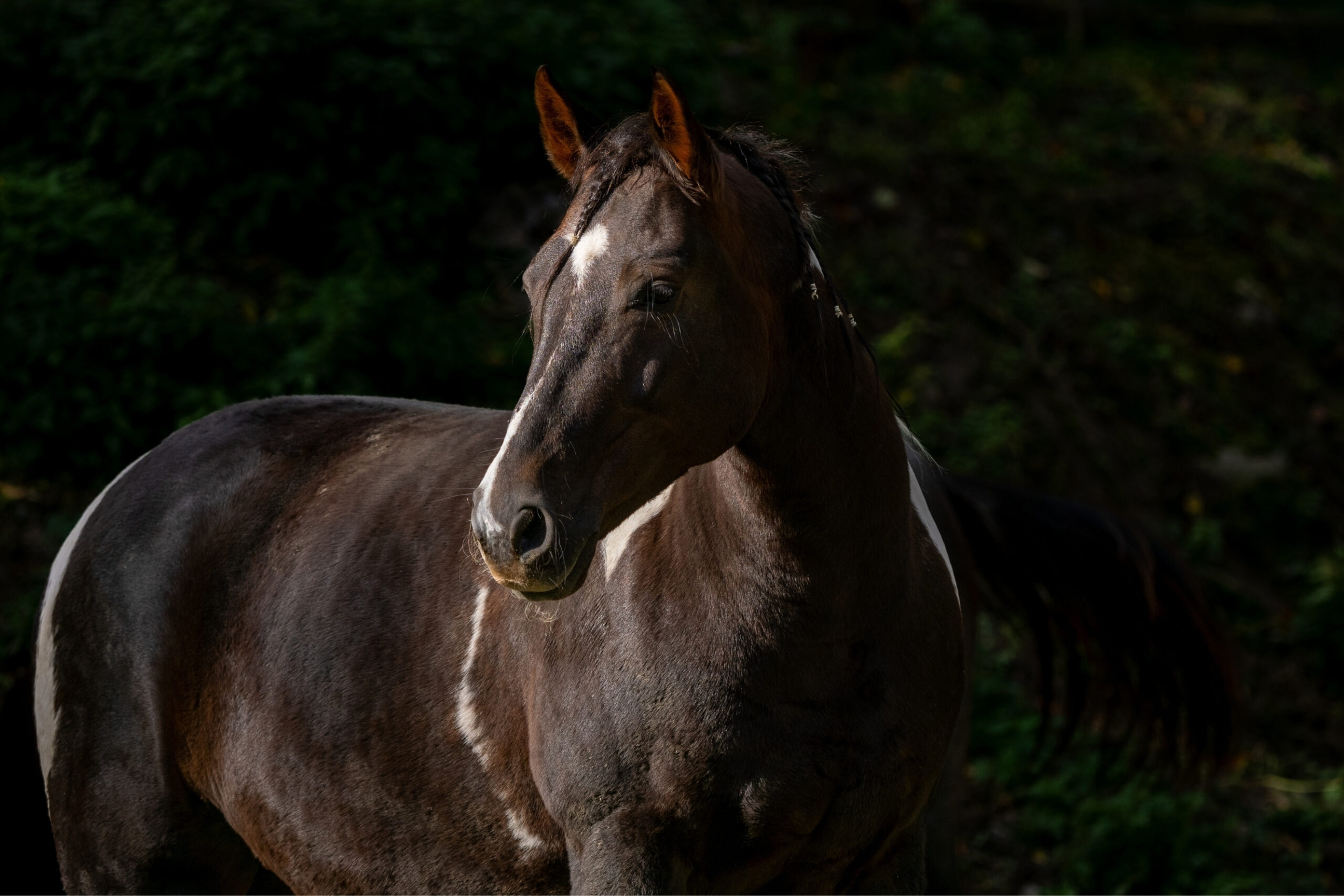 Hnědý kůň při focení zvířat v Ostravě v přírodě