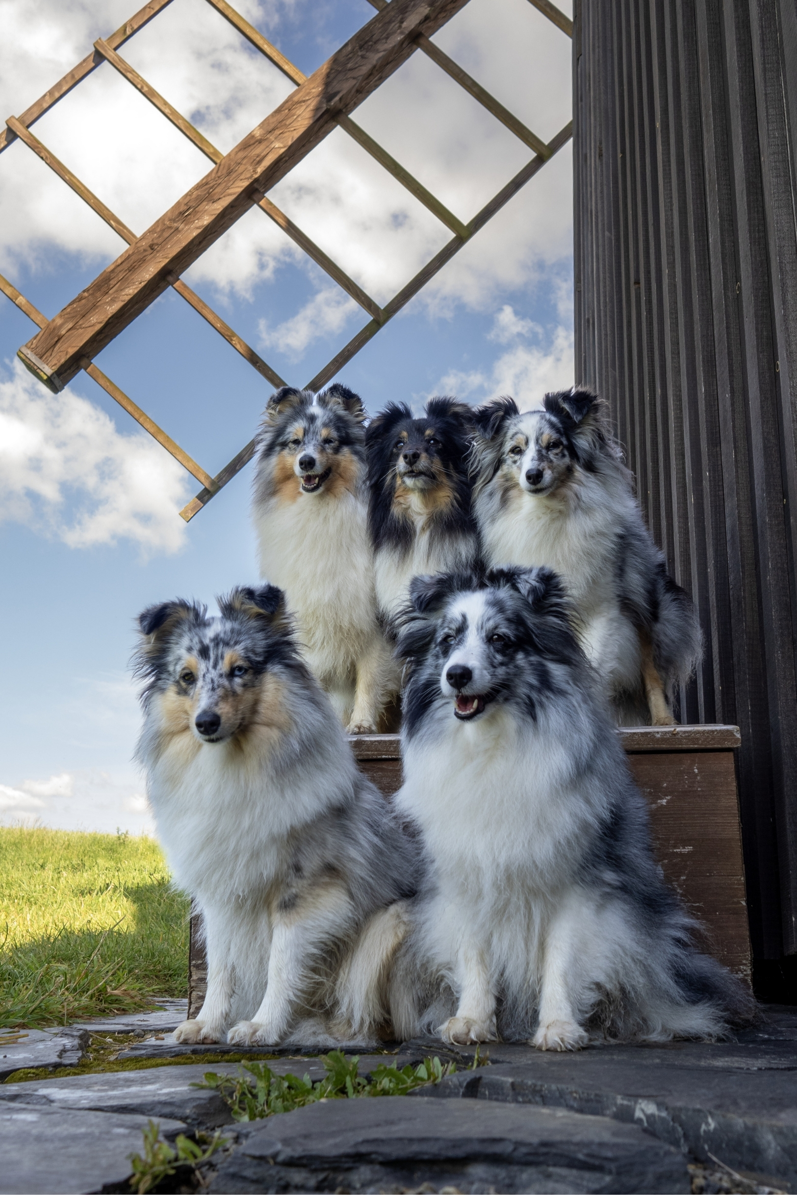 Smečka psů při focení zvířat v Ostravě u starého mlýna.